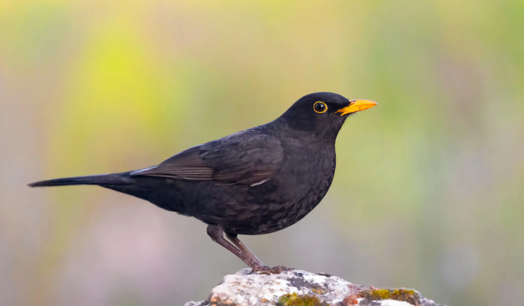 blackbird on rock