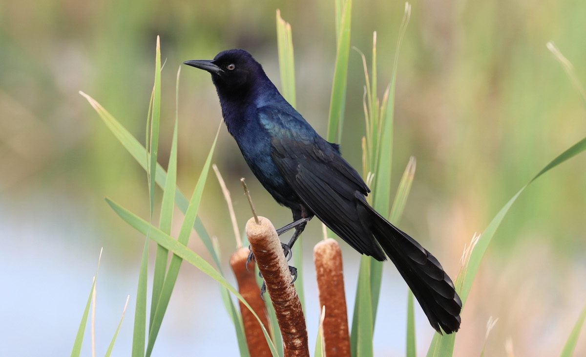 Grackle sitting on plant