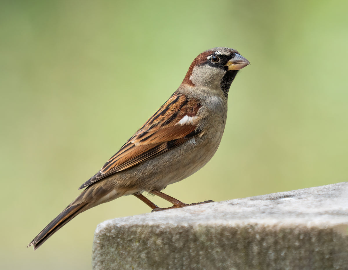 Sparrow perched on a concrete ledge with a blurred green background