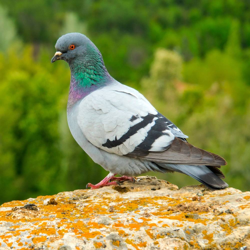 Pigeon perched on a lichen-covered rock with a blurred green background