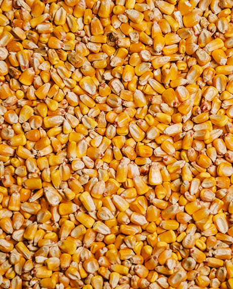 Untreated Whole Corn for Pre-bait (PB070)
