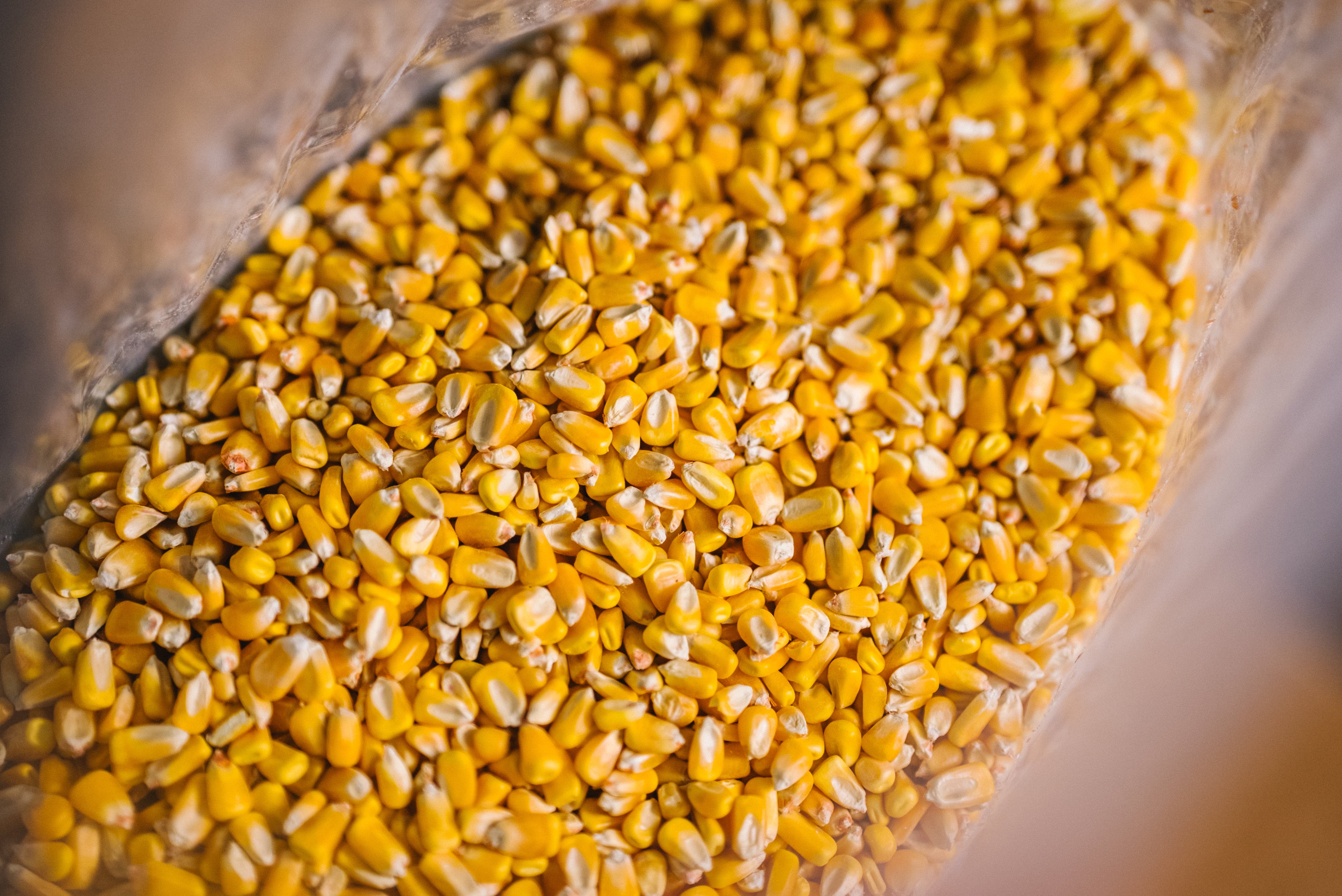 Avitrol Whole Corn (11649-7)