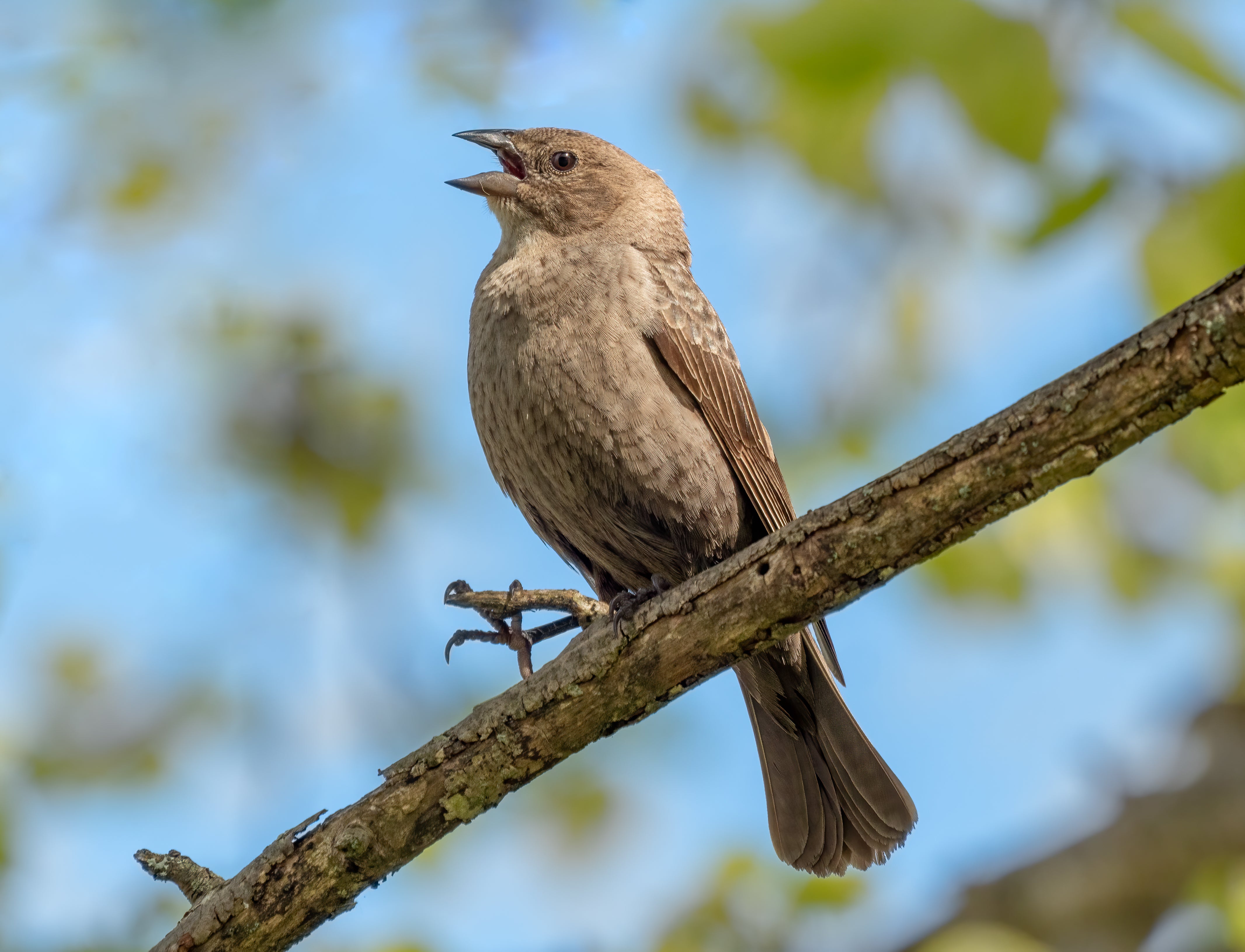 Cowbird on branch