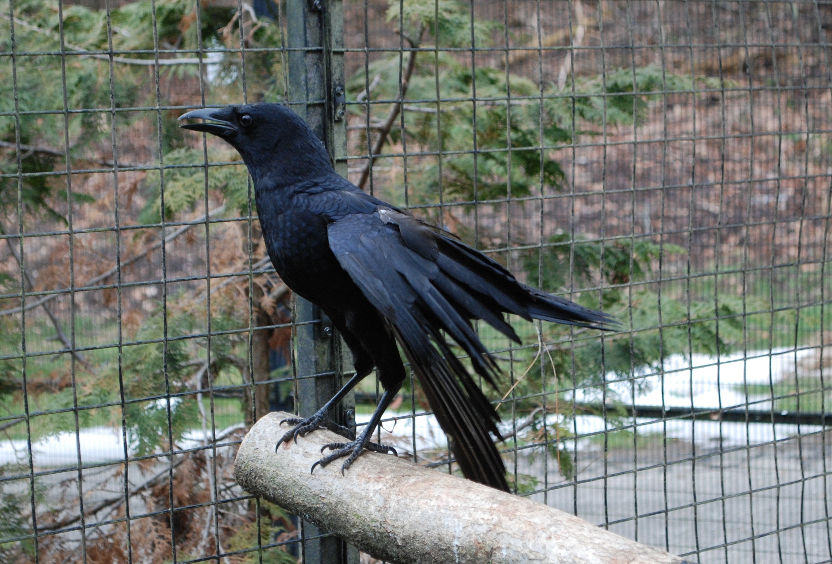 Crow in sanctuary