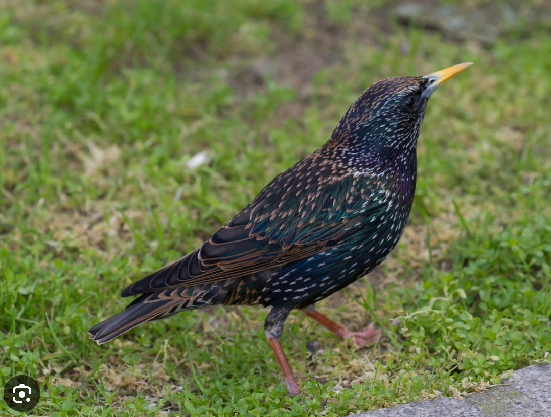 Starling in grass