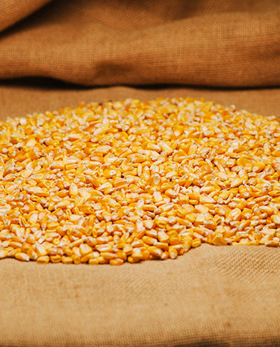 Untreated Whole Corn for Pre-bait (PB070)