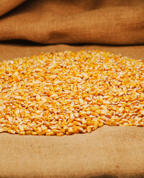 Untreated Whole Corn for Pre-bait (PB070)